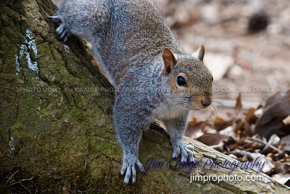 Look- Squirrel