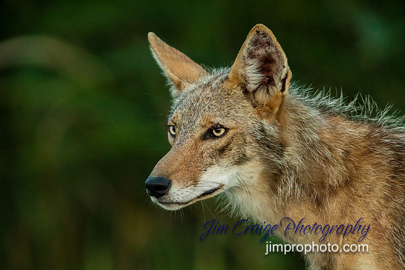 2017-Back Bay Wildlife-307