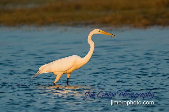 2017-Back Bay Wildlife-193