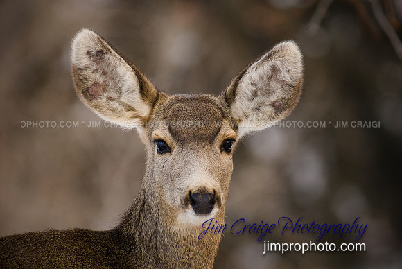 Mule Deer Hear Here