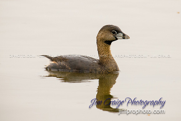 Grebe on the Water