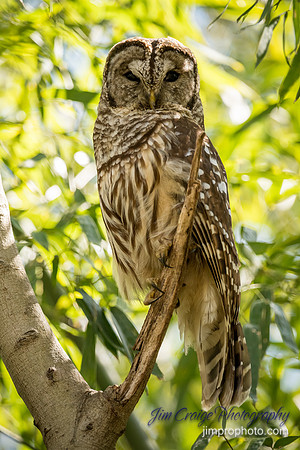 2020-03-30 Barred Owl-236