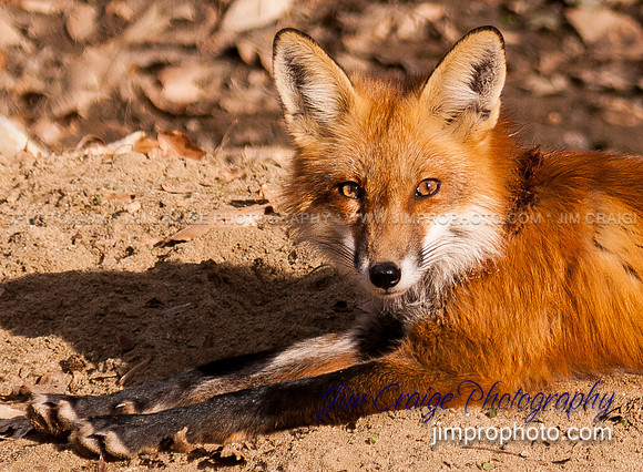 Fox Sunbathing