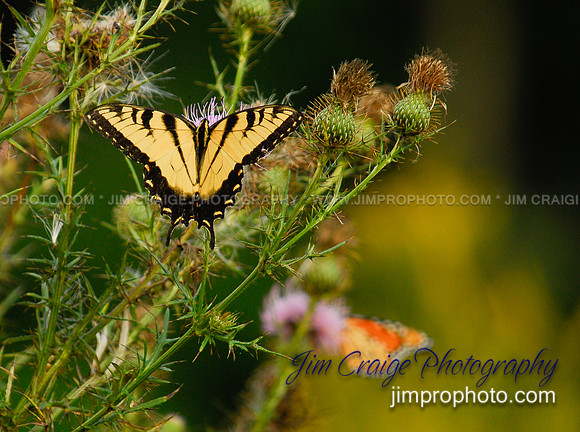 Tiger Swallowtail Butterfly