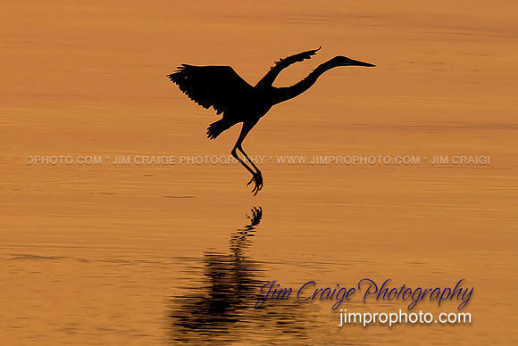 Great Blue Heron Landing