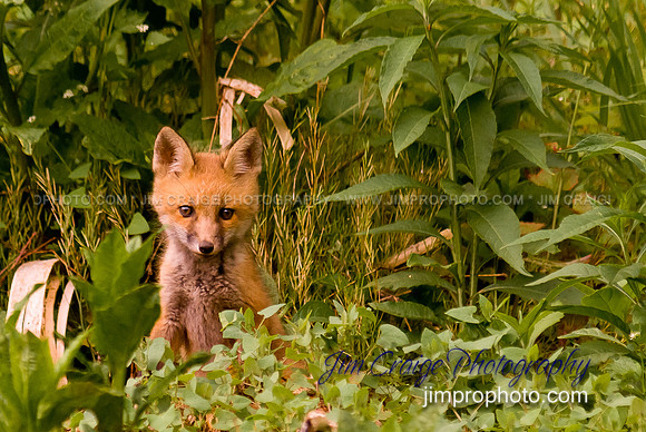 Baby Fox