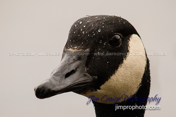 Goose Got Your Gander