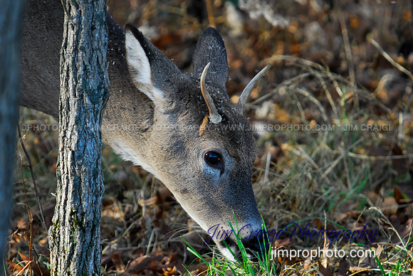 Buck