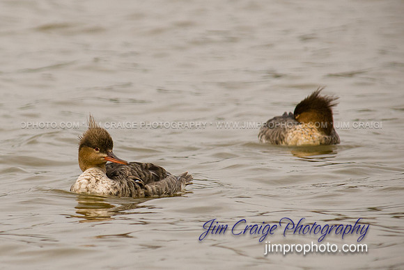Hooded Merganser