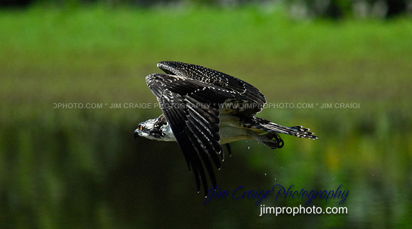 Osprey on the Hunt.